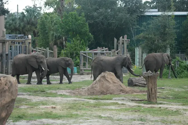 African elephants are seen before being moved to protected areas at Zoo Tampa ahead of Hurricane Milton's expected landfall